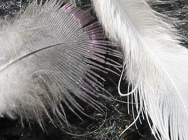 tar and feathers